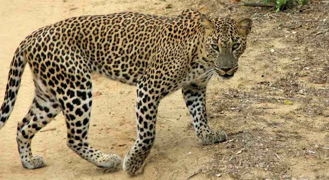 Sri Lanka wildlife safari guide